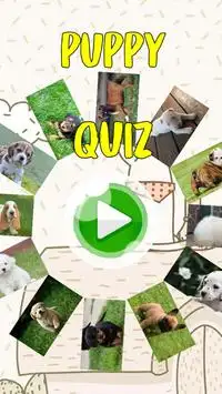 子犬のクイズ - 推測人気のある品種 Screen Shot 0