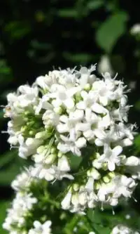 La valeriana flores puzzles Screen Shot 0