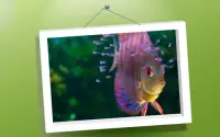 Picture Puzzle: Fishes Screen Shot 2