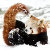 Red Pandas Puzzle Switch FREE Screen Shot 1