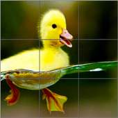Animal Picture Puzzle