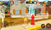 Pomeranian Dog Simulator Screen Shot 12