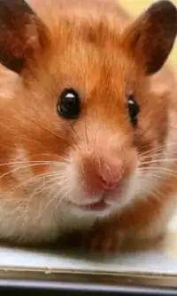 Teka-teki Jigsaw Hamster Screen Shot 2