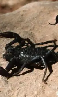 Scorpions Jigsaw Puzzles Screen Shot 2