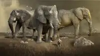 Marvelous Elephant Jigsaw Puzzles Screen Shot 4