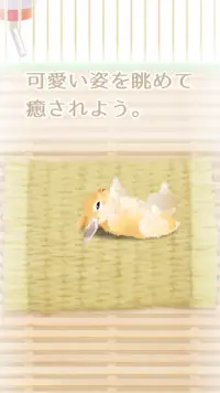 癒しのウサギ育成ゲーム Screen Shot 2