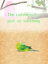 Parakeet Pet Screen Shot 8