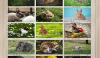 Beautiful and cute bunny puzzle - free Screen Shot 3