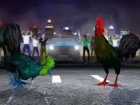 Angry Rooster Fighting Hero: batalha de frango Screen Shot 5