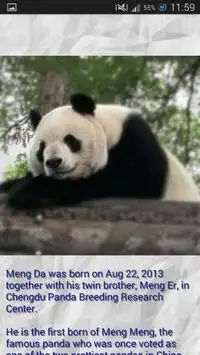 Panda - Memory Game Screen Shot 3