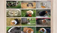 Hamster Puzzle- just beautiful pictures jigsaw Screen Shot 4