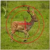 African Hunts : Deer Zone