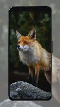 Fox Wallpapers Screen Shot 3
