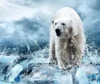 Beruang kutub Screen Shot 1