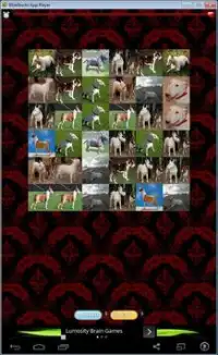 Bull Terrier Game Screen Shot 1