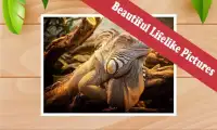Top Free Animal Games: Lizards Screen Shot 1