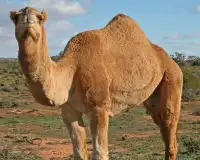 Camel quebra-cabeças Screen Shot 3