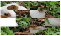 Hamster Puzzle- just beautiful pictures jigsaw Screen Shot 7