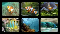 Fish Jigsaw Puzzles Screen Shot 0