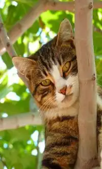 Cat Puzzles:แมว จิ๊กซอว์ Screen Shot 4