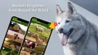 Animal Ringtones - Birds Sound Screen Shot 3