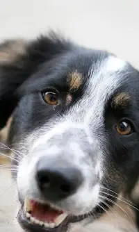 Border Collie Jigsaw Puzzle Screen Shot 1