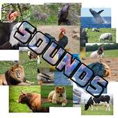 Guess The Animal - Sounds
