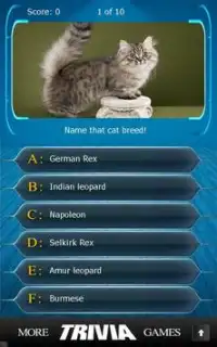 Name that Cat Breed Trivia Screen Shot 2