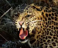 Cheetah Games Screen Shot 4