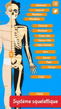 Anatomix - Le corps humain Screen Shot 3
