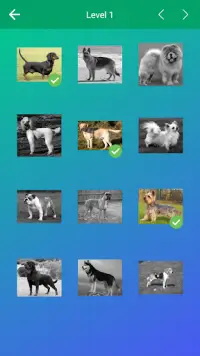 Dog Quiz: Guess the Breed — Game, Pictures, Test Screen Shot 2