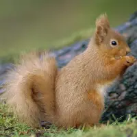 Squirrels Jigsaw Puzzles Screen Shot 9