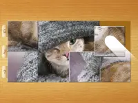 बिल्ली पहेलियाँ Screen Shot 10
