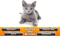 Guess The Kitten Screen Shot 3