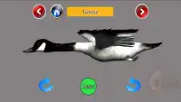 Birds 3D Screen Shot 4
