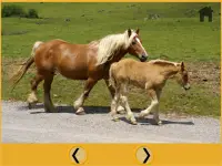 beautiful horses for kids Screen Shot 6