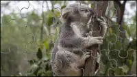 Koala Câu Đố Ghép Hình Con Gấu Screen Shot 5