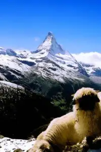 Switzerland Tourist Puzzle Screen Shot 2
