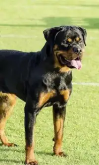 Rottweilers Puzzles Screen Shot 1