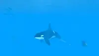 VR Ocean Aquarium 3D Screen Shot 1