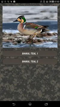 Duck hunting calls Screen Shot 2