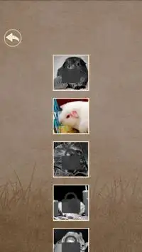 What hamster are you? Screen Shot 4