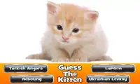 Guess The Kitten Screen Shot 1