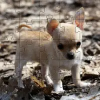 Chihuahua-Hundepuzzle-Spiele Screen Shot 5