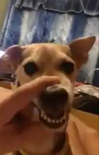 la la la talking dog Screen Shot 1