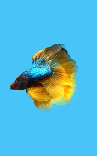 Betta Fish 3D Lite Screen Shot 6