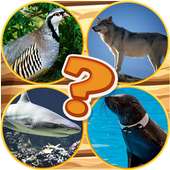 Quiz Pictures Guess The Animal