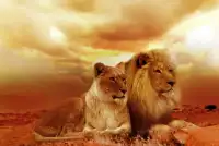 Quebra-cabeças de animais selvagens 🐅🦁 Screen Shot 4