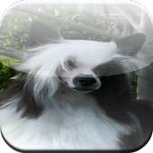 Chinese Crested Game