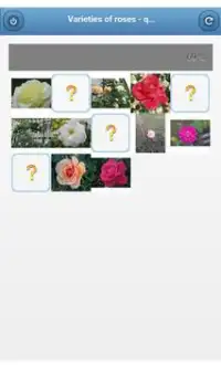 Varieties of roses - quiz Screen Shot 0